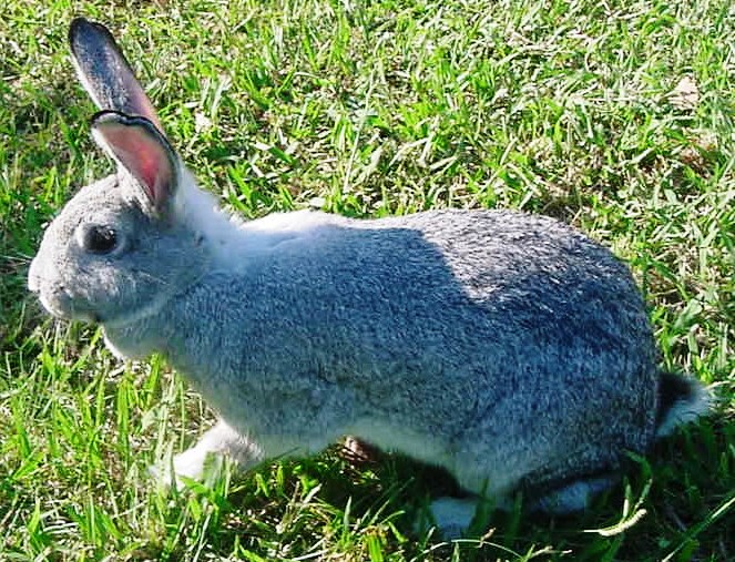 Livestock Kenya Choosing the best rabbit breeds for your farm